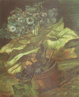 Vincent Van Gogh Cineraria in a Flowerpot (nn04) china oil painting image